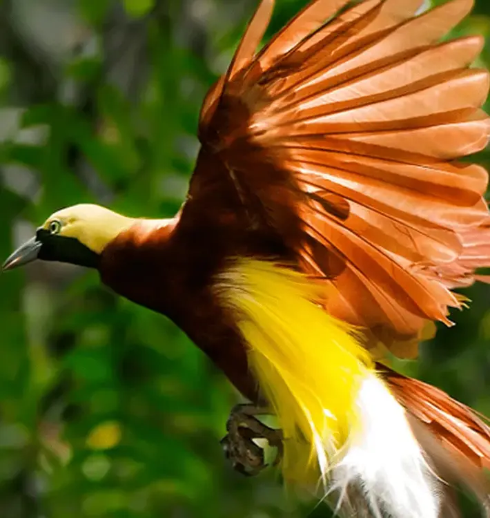 PNG Diwai Holdings - About 2 