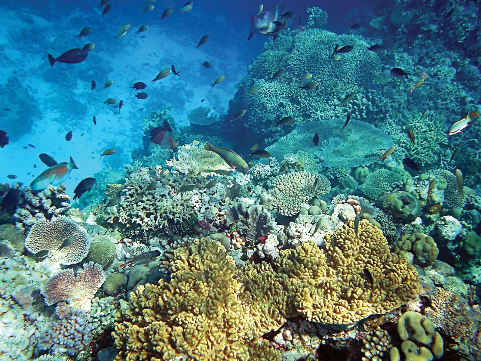 PNG Diwai Holdings - Coral Reef Coast Papua New Guinea.webp