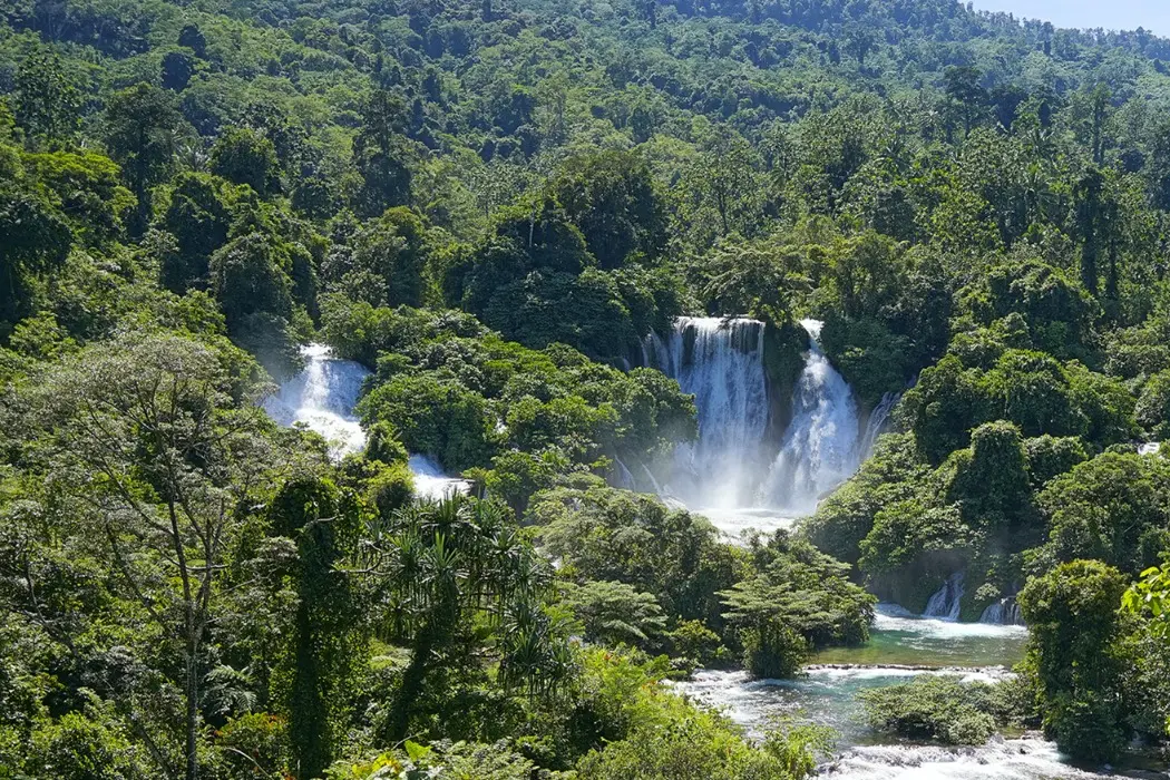PNG Diwai Holdings - Rain Forest 